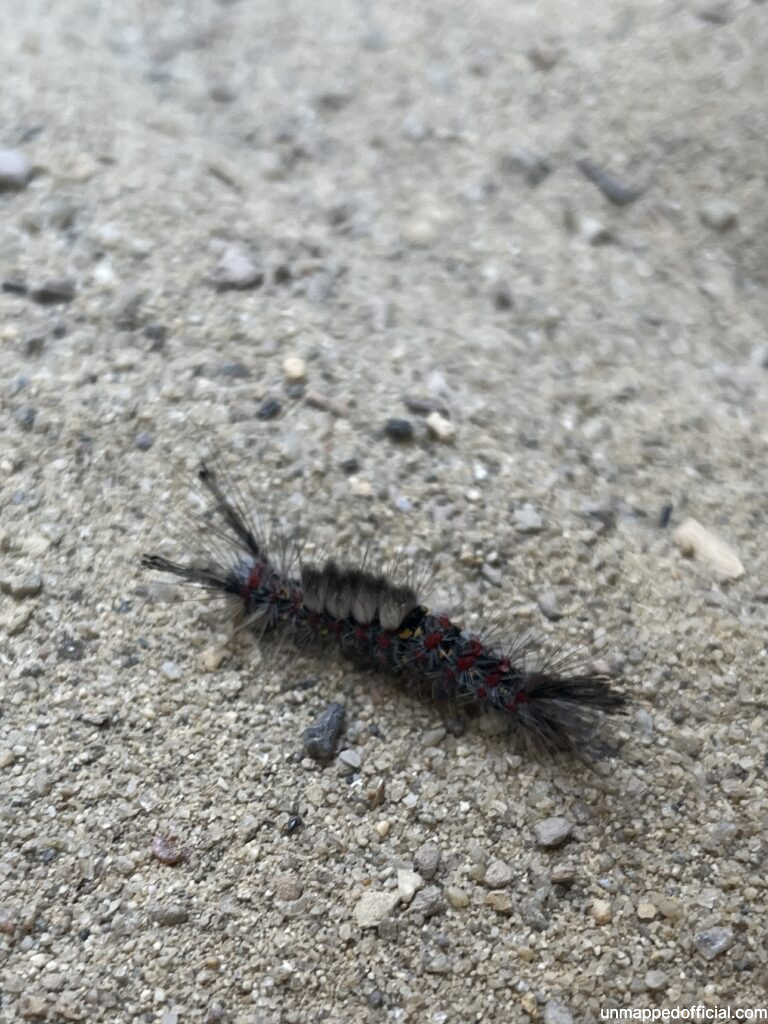 catapillar from annie's canyon trail at solana beach san diego