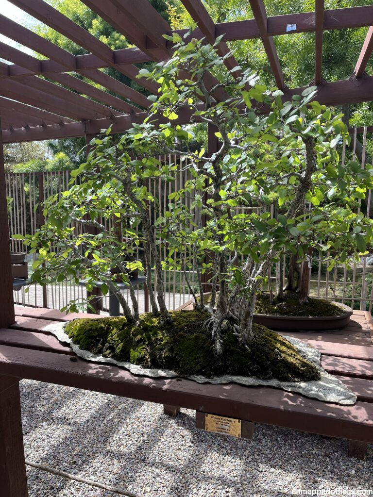 bonsai tree plant displayed at the japanese botanic garden in balboa park, san diego