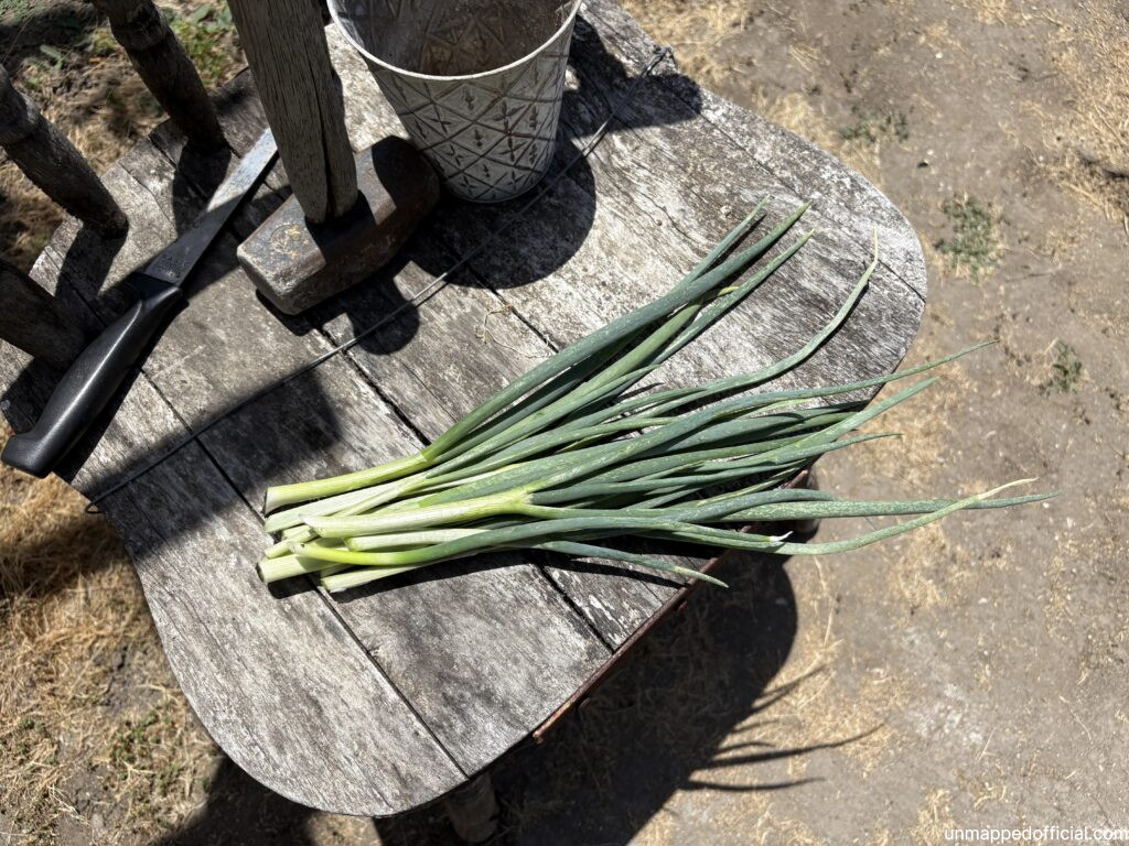 Fresh bundle of green onion scallions on wooden surface with dirt in the background for steamed egg
