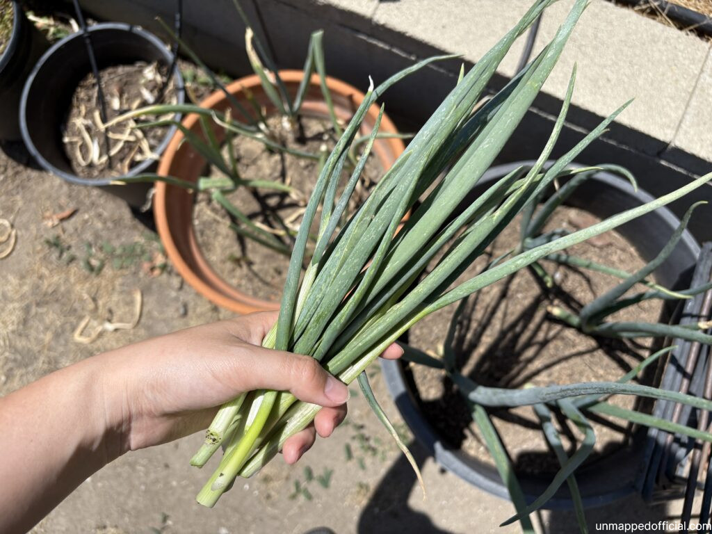 hand holding a bundle of fresh green onion scallion with green onion planters in the background for steamed egg